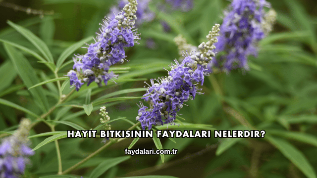 Hayıt Bitkisinin Faydaları Nelerdir?