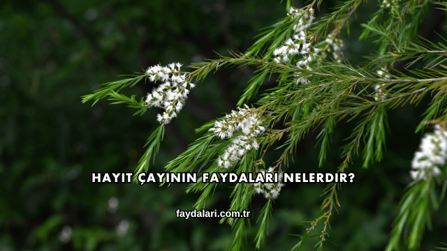 Hayıt Çayının Faydaları Nelerdir?