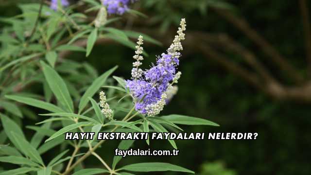 Hayıt Ekstraktı Faydaları Nelerdir?