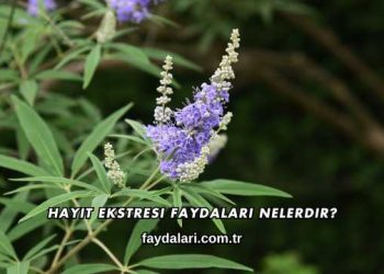 Hayıt Ekstresi Faydaları Nelerdir
