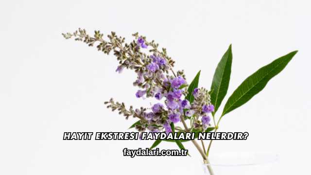 Hayıt Ekstresi Faydaları Nelerdir