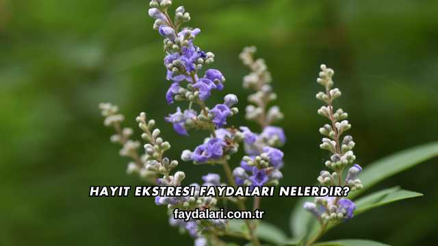 Hayıt Ekstresi Faydaları Nelerdir