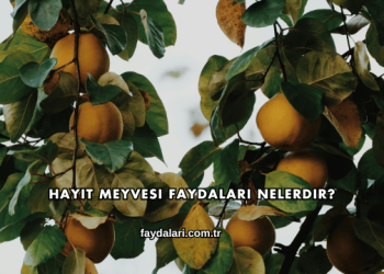 Hayıt Meyvesi Faydaları Nelerdir?