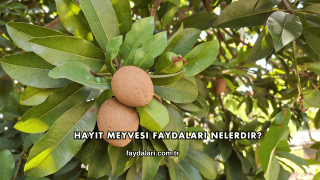 Hayıt Meyvesi Faydaları Nelerdir?