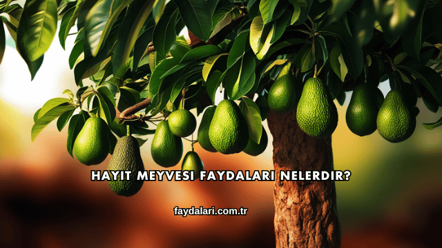 Hayıt Meyvesi Faydaları Nelerdir?