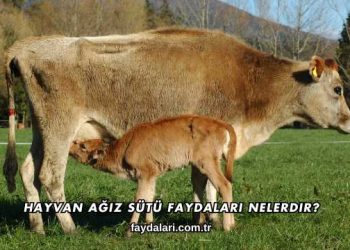 Hayvan Ağız Sütü Faydaları Nelerdir?