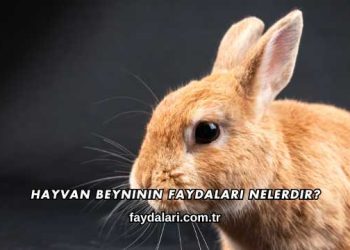 Hayvan Beyninin Faydaları Nelerdir?