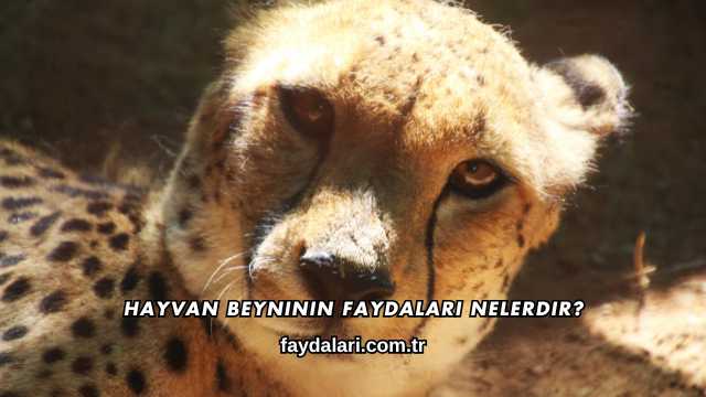 Hayvan Beyninin Faydaları Nelerdir?