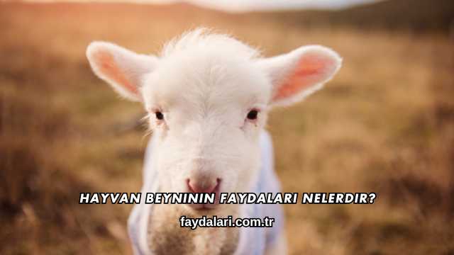 Hayvan Beyninin Faydaları Nelerdir?