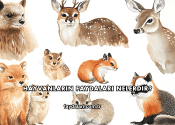 Hayvanların Faydaları Nelerdir?