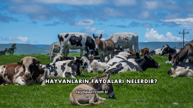 Hayvanların Faydaları Nelerdir?