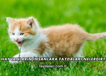 Hayvanların İnsanlara Faydaları Nelerdir?