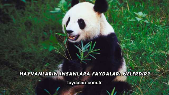 Hayvanların İnsanlara Faydaları Nelerdir?