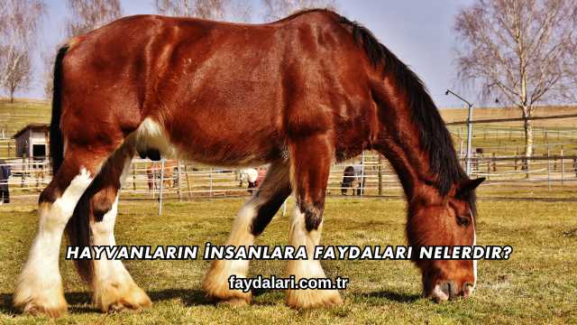 Hayvanların İnsanlara Faydaları Nelerdir?