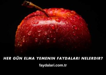 Her Gün Elma Yemenin Faydaları Nelerdir?