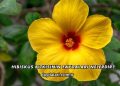 Hibiskus Bitkisinin Faydaları Nelerdir?