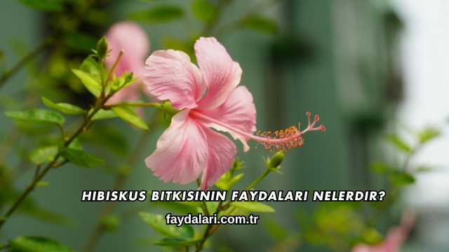 Hibiskus Bitkisinin Faydaları Nelerdir?