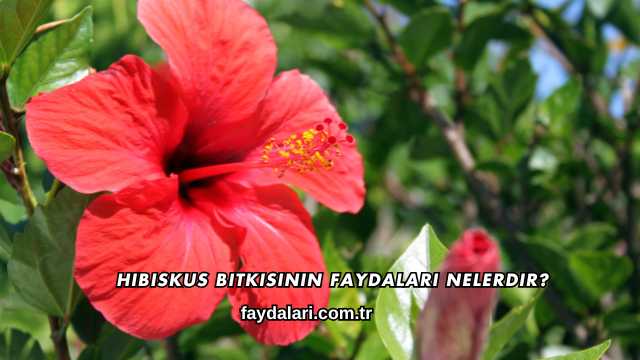 Hibiskus Bitkisinin Faydaları Nelerdir?