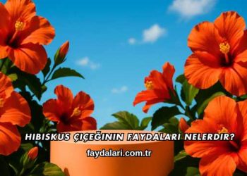 Hibiskus Çiçeğinin Faydaları Nelerdir?