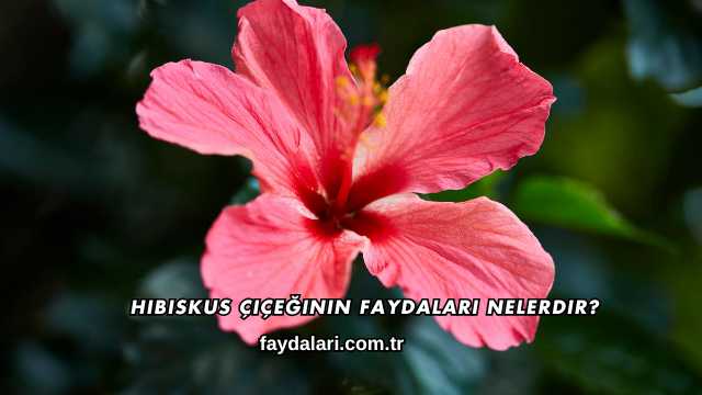 Hibiskus Çiçeğinin Faydaları Nelerdir?