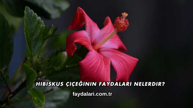 Hibiskus Çiçeğinin Faydaları Nelerdir?