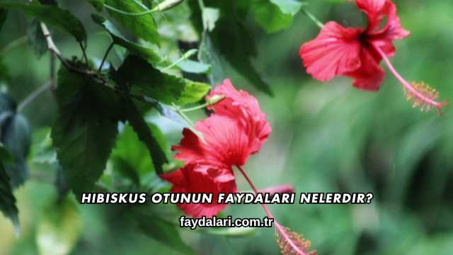 Hibiskus Otunun Faydaları Nelerdir?