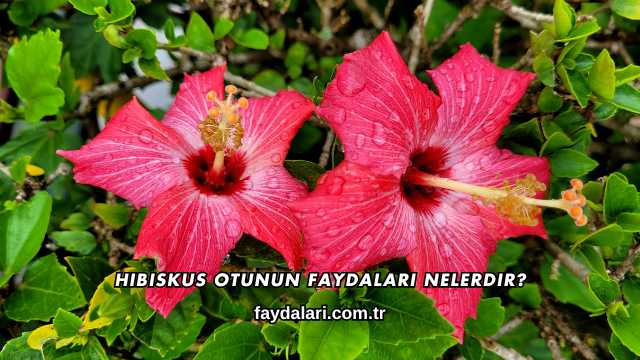 Hibiskus Otunun Faydaları Nelerdir?