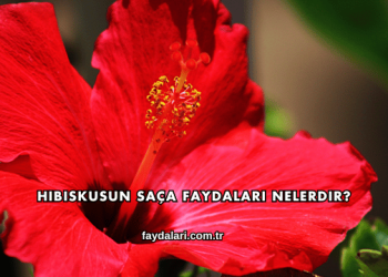 Hibiskusun Saça Faydaları Nelerdir?