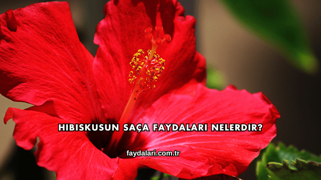 Hibiskusun Saça Faydaları Nelerdir?