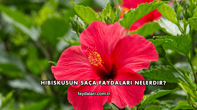 Hibiskusun Saça Faydaları Nelerdir?