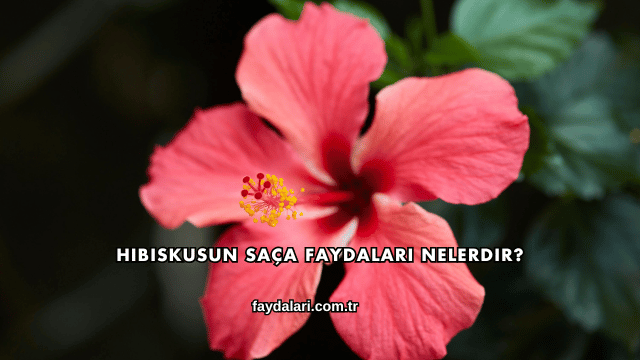 Hibiskusun Saça Faydaları Nelerdir?