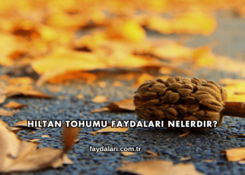 Hıltan Tohumu Faydaları Nelerdir?