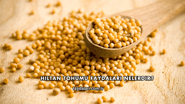 Hıltan Tohumu Faydaları Nelerdir?