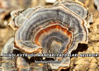 Hindi Kuyruğu Mantarı Faydaları Nelerdir?