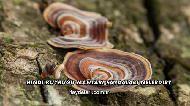 Hindi Kuyruğu Mantarı Faydaları Nelerdir?