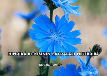 Hindiba Bitkisinin Faydaları Nelerdir?