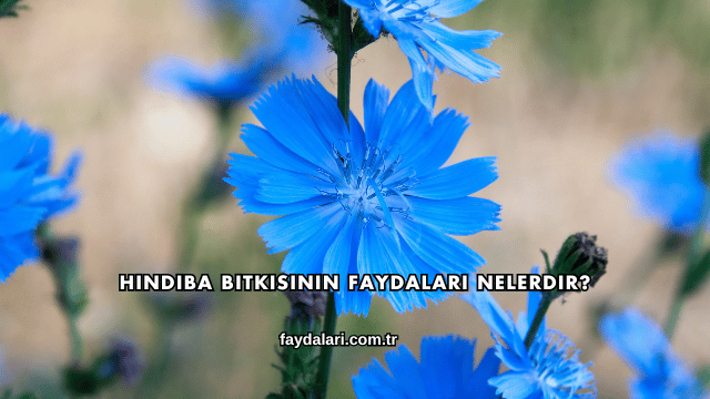 Hindiba Bitkisinin Faydaları Nelerdir?