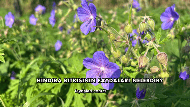 Hindiba Bitkisinin Faydaları Nelerdir?