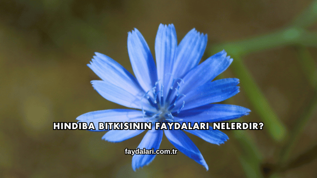 Hindiba Bitkisinin Faydaları Nelerdir?
