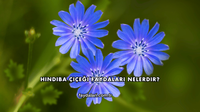 Hindiba Çiçeği Faydaları Nelerdir?