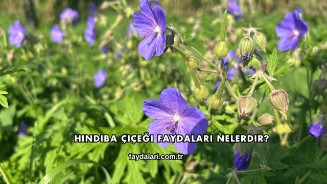 Hindiba Çiçeği Faydaları Nelerdir?