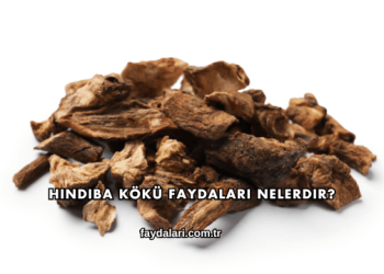 Hindiba Kökü Faydaları Nelerdir?