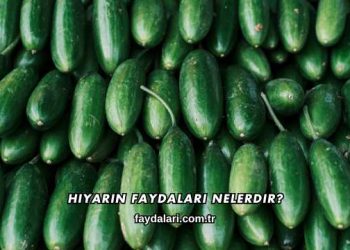 Hıyarın Faydaları Nelerdir?