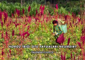 Horoz İbiği Otu Faydaları Nelerdir?