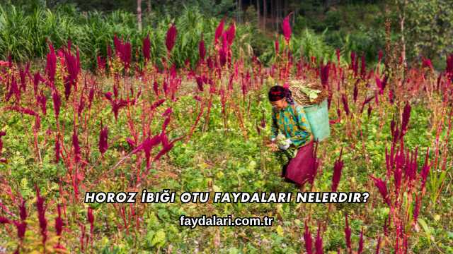 Horoz İbiği Otu Faydaları Nelerdir?