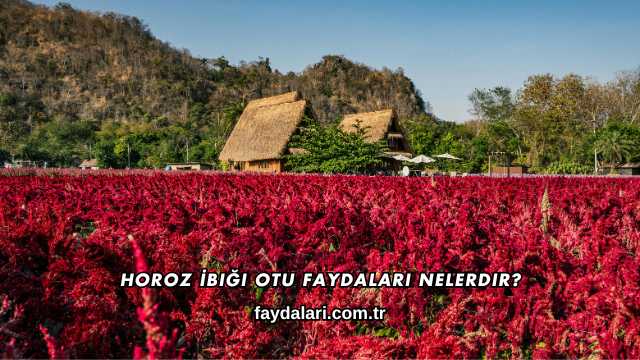 Horoz İbiği Otu Faydaları Nelerdir?