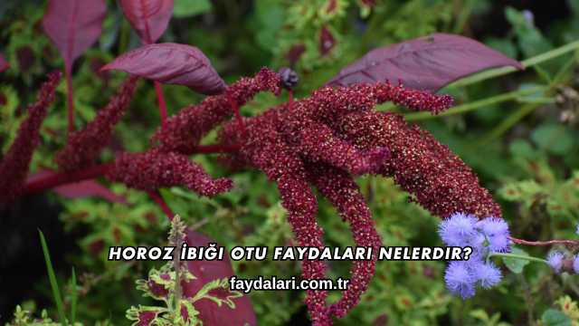 Horoz İbiği Otu Faydaları Nelerdir?