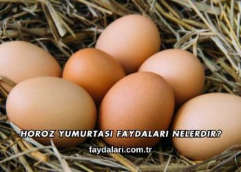 Horoz Yumurtası Faydaları Nelerdir?