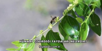 Hünnap Çekirdeği Faydaları Nelerdir?