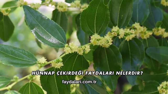 Hünnap Çekirdeği Faydaları Nelerdir?